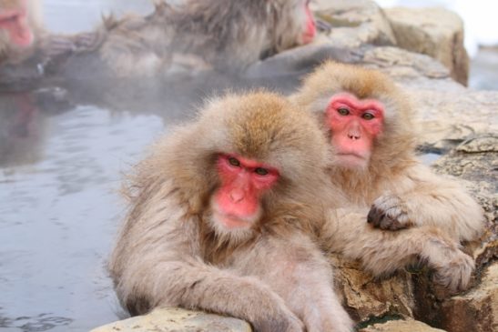 「スノーモンキーパス」でサルの温泉へ 長野電鉄「Go Toトラベル」対象版も