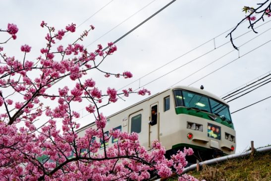 「河津桜まつり」中止で臨時特急「踊り子」40本を運休 JR東日本と伊豆急行