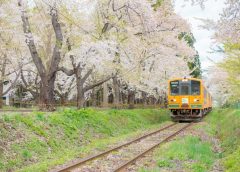 芦野公園の通称「桜のトンネル」を走り抜ける津軽鉄道の津軽21形気動車