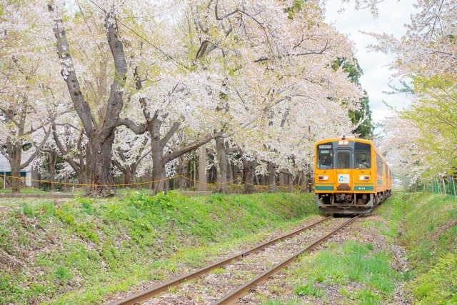 芦野公園の通称「桜のトンネル」を走り抜ける津軽鉄道の津軽21形気動車