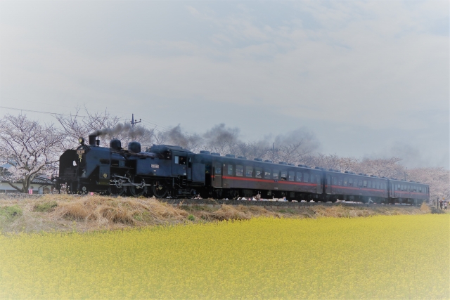 蒸気機関車C11形がけん引する真岡鐵道の観光列車「SLもおか」