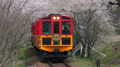 桜並木を通り抜ける嵯峨野トロッコ列車の客車(写真AC/やんちんぐ)
