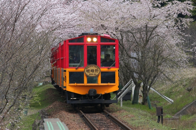 桜並木を通り抜ける嵯峨野トロッコ列車の客車(写真AC/やんちんぐ)