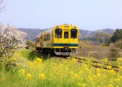 菜の花といすみ鉄道いすみ300型気動車(写真AC/jiro045)