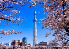 満開の桜が咲く隅田川から眺める東京スカイツリー(写真AC/sakura00)
