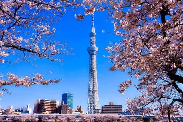 満開の桜が咲く隅田川から眺める東京スカイツリー(写真AC/sakura00)