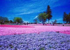 色とりどりの芝桜が一面に咲き誇る秩父・羊山公園「芝桜の丘」(写真AC/ふーぼー)