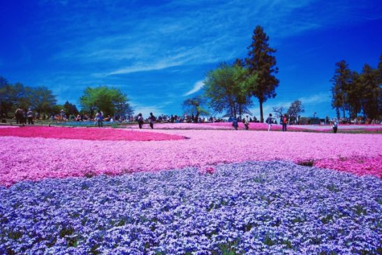 秩父・羊山公園「芝桜の丘」へ密を避けて快適に 西武が特急・普通列車を増発