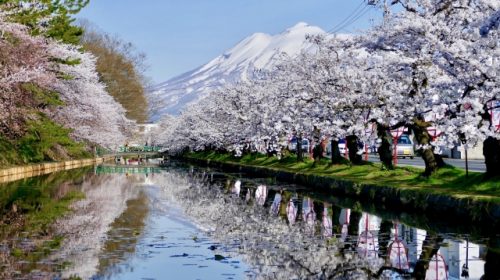 弘前公園の桜並木と岩木山(イメージ)(写真AC/shirakami730)