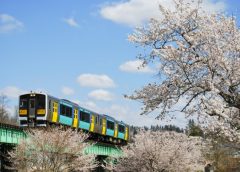 水郡線里白石駅〜磐城石川駅間を走行するJR東日本キハE130系気動車とソメイヨシノ(写真AC/croissant.)