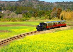 菜の花畑と小湊鐵道「房総里山トロッコ」(写真AC/さにぃ♪)