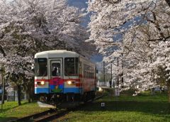 谷汲口駅の「桜のトンネル」を走行する樽見鉄道ハイモ295−610形気動車(写真AC/ポニー)