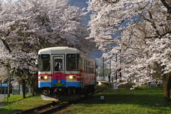 樽見鉄道から「運賃タダ」になる1日フリー乗車券 温泉やモールでも使える商品券付き