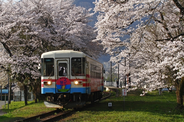 谷汲口駅の「桜のトンネル」を走行する樽見鉄道ハイモ295−610形気動車(写真AC/ポニー)