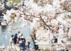 桜咲く春の水郷・柳川(とりあし /写真AC)