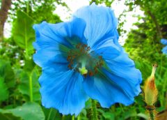 上三依水生植物園で6月前後に見頃を迎える「ヒマラヤの青いケシ」の花(K.M=KARIBITO/写真AC)