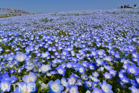 ひたちなか海浜鉄道が湊線乗り放題きっぷを400円割引 ひたち海浜公園セット券も対象