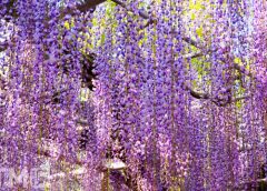 あしかがフラワーパークの満開の藤の花(イメージ)(kazuma19850807/写真AC)