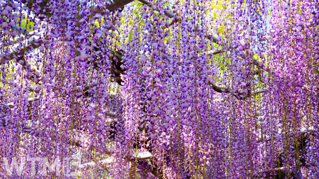 あしかがフラワーパークの満開の藤の花(イメージ)(kazuma19850807/写真AC)