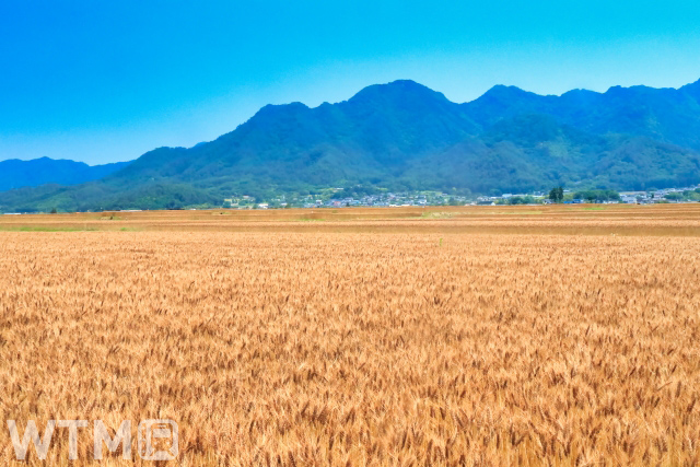 日本遺産に認定された信州上田・塩田平に広がる麦畑(Kiyo-system/写真AC)