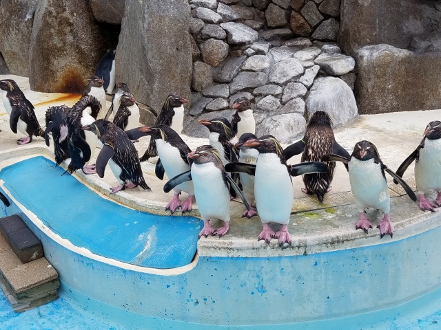 京急油壺マリンパークのペンギンたち(chichibu417/写真AC)