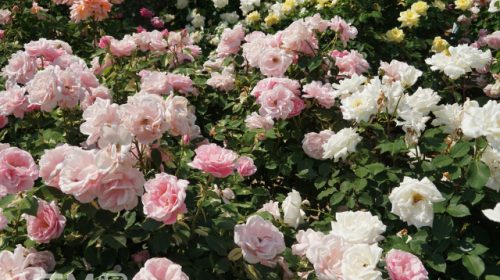 京成バラ園ローズガーデンに咲く色とりどりのバラの花(イメージ)(レイ5100/写真AC)