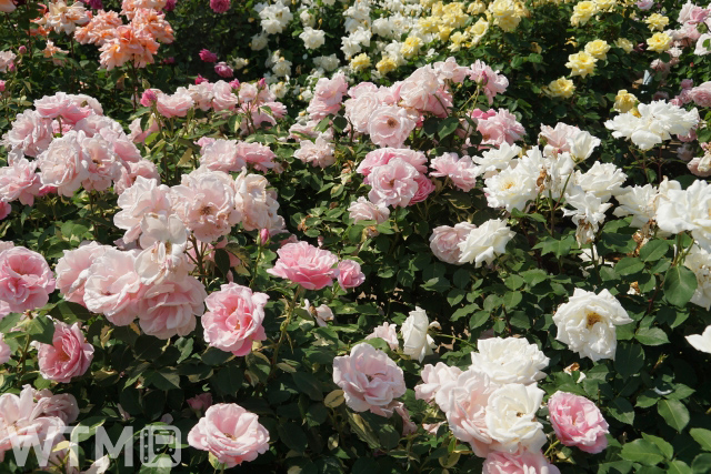 京成バラ園ローズガーデンに咲く色とりどりのバラの花(イメージ)(レイ5100/写真AC)