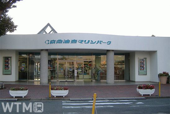 日本初! 水中ドローン操作で自宅が水族館に 9月閉館の京急油壺マリンパーク 10分500円