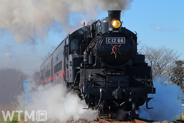 「SLもおか」で運行している真岡鐵道の蒸気機関車C12形66号機(実生の桃/写真AC)