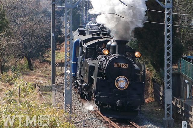 「SL大樹」として運行している東武鉄道の蒸気機関車「C11形207号機」(実生の桃/写真AC)