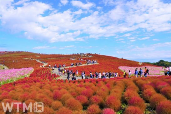 【週間TOP5】行きたい「VISON」 見たい「コキア」 JR西日本・近鉄も乗り放題きっぷ