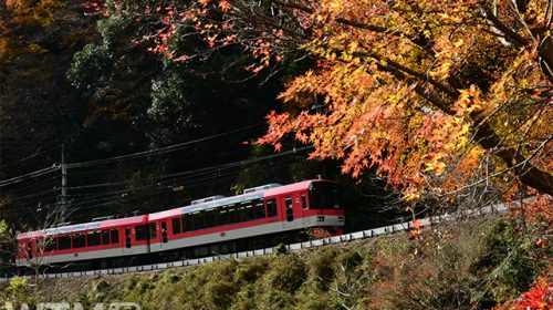 叡山電鉄900系電車「きらら」(i_moppet/shutterstock.com)