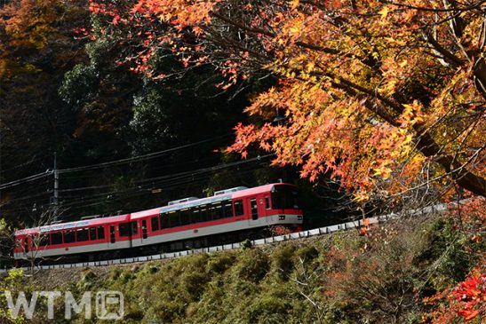 「もみじのトンネル」徐行運転 ライトアップ時は消灯 紅葉楽しむ「秋ダイヤ」叡山電鉄