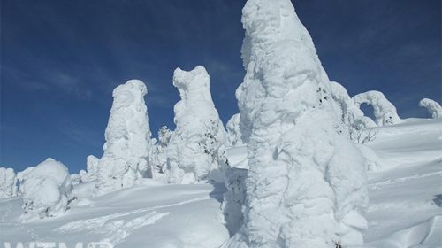 樹氷平で見られる森吉山の樹氷(らんで/Wikipedia, CC 表示-継承 3.0)
