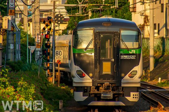 甲府から熱海へ 初の直通特急「花咲くあたみ満喫号」 冬のお花見…桜・梅・椿 JR東日本