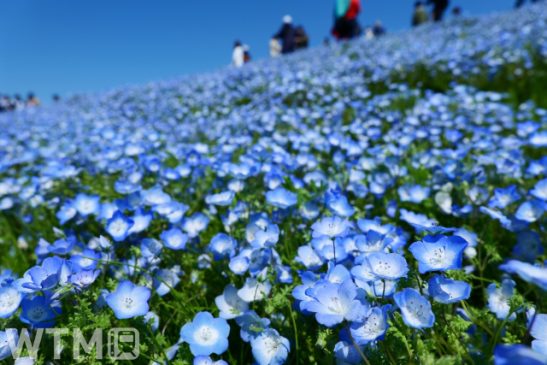 臨時列車「青の絶景ネモフィラ号」大宮から運転 武蔵野線経由で国営ひたち海浜公園へ