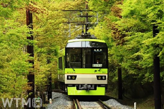 京都・洛北 車窓いっぱい「青もみじのトンネル」 叡山電車3年ぶり徐行運転 5月末まで