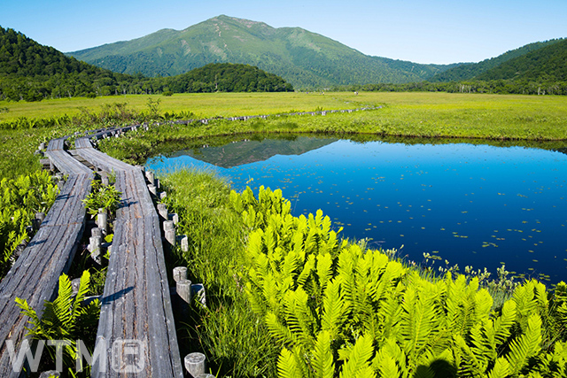 日本最大の山岳湿地である尾瀬ヶ原の中に整備された木道(イメージ)(雰囲気イケメン/写真AC)