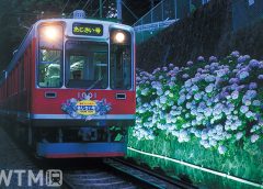 夜間ライトアップされたあじさいの中を走行する箱根登山鉄道1000形電車(画像提供: 小田急箱根ホールディングス)