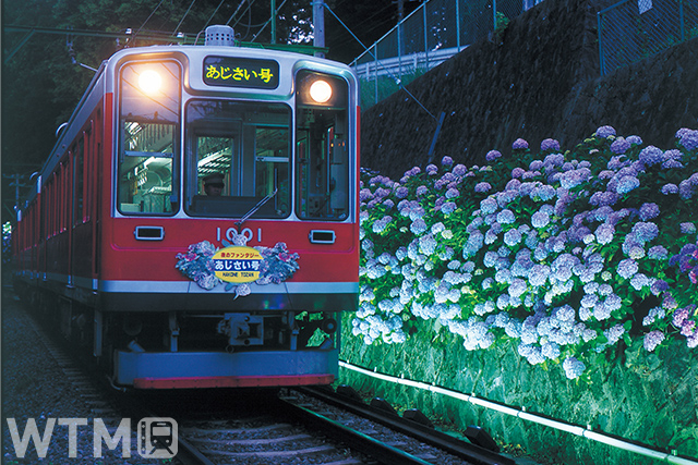 夜間ライトアップされたあじさいの中を走行する箱根登山鉄道1000形電車(画像提供: 小田急箱根ホールディングス)