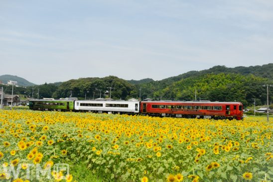 25万本のひまわり 減速運転でゆっくり鑑賞 観光列車「四国まんなか千年ものがたり」で