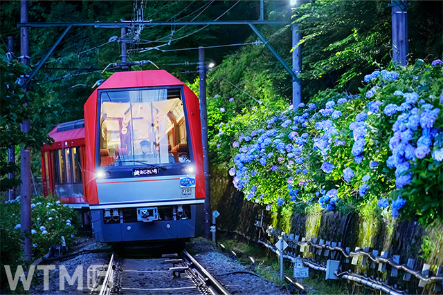 座席指定列車「夜のあじさい号」として運転する箱根登山鉄道3100形「アレグラ号」(画像提供:小田急箱根ホールディングス)