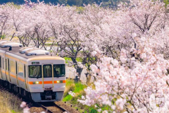 「JR東海☆春の乗り放題きっぷ」の告知ポスターから抜粋(JR東海提供)